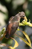 Amazilia Hummingbird (Amazilia amazilia) - Peru