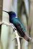 White-necked Jacobin (Florisuga mellivora) - Panama