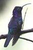 Violet Sabrewing (Campylopterus hemileucurus) - Panama