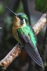 White-throated Mountain-gem (Lampornis castaneoventris) - Panama