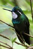 White-throated Mountain-gem (Lampornis castaneoventris) - Panama