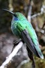 Lesser Violet-ear (Colibri cyanotus) - Panama