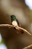 Snowy-bellied Hummingbird (Amazilia edward) - Panama