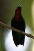 Purple-throated Carib (Eulampis jugularis) - Guadeloupe