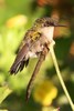 Antillean Crested Hummingbird (Orthorhyncus cristatus) - Guadeloupe