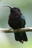 Purple-throated Carib (Eulampis jugularis) - Martinique