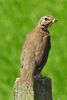 Song Thrush (Turdus philomelos) - United Kingdom