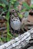 Swainson's Thrush (Catharus ustulatus) - United States