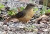 Clay-colored Thrush (Turdus grayi) - Mexico