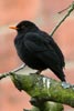 Eurasian Blackbird (Turdus merula) - France