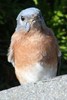 Eastern Bluebird (Sialia sialis) - Canada