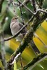 Spectacled Thrush (Turdus nudigenis) - Guadeloupe