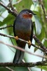 Rufous-throated Solitaire (Myadestes genibarbis) - Martinique