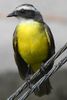Social Flycatcher (Myiozetetes similis) - Costa-Rica