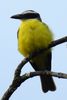 Boat-billed Flycatcher (Megarynchus pitangua) - Costa-Rica