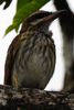 Northern Streaked Flycatcher (Myiodynastes maculatus) - Costa-Rica