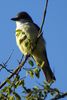 Thick-billed Kingbird (Tyrannus crassirostris) - Mexico