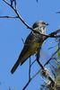 Cassin's Kingbird (Tyrannus vociferans) - Mexico