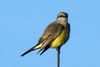 Western Kingbird (Tyrannus verticalis) - Mexico