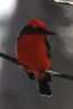 Common Vermilion Flycatcher (Pyrocephalus rubinus) - Mexico