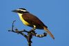 Great Kiskadee (Pitangus sulphuratus) - Mexico