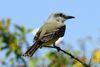 Tropical Kingbird (Tyrannus melancholicus) - Mexico