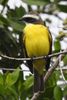 Social Flycatcher (Myiozetetes similis) - Mexico