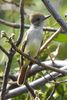 Ash-throated Flycatcher (Myiarchus cinerascens) - Mexico