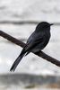 Black Phoebe (Sayornis nigricans) - Mexico