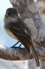 Galapagos Flycatcher (Myiarchus magnirostris) - Galapagos Islands