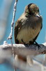 Galapagos Flycatcher (Myiarchus magnirostris) - Galapagos Islands