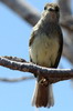 Galapagos Flycatcher (Myiarchus magnirostris) - Galapagos Islands