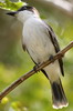 Loggerhead Kingbird (Tyrannus caudifasciatus) - Cuba