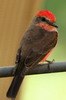 Common Vermilion Flycatcher (Pyrocephalus rubinus) - Peru