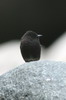 Black Phoebe (Sayornis nigricans) - Peru