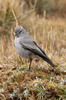 Taczanowski's Ground-tyrant (Muscisaxicola griseus) - Peru