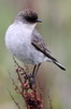 Dark-faced Ground-tyrant (Muscisaxicola maclovianus) - Argentina