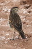 Spectacled Tyrant (Hymenops perspicillatus) - Argentina