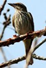 Northern Streaked Flycatcher (Myiodynastes maculatus) - Panama