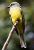 Tropical Kingbird (Tyrannus melancholicus) - Panama