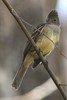 Yellow-bellied Elaenia (Elaenia flavogaster) - Panama