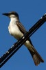 Grey Kingbird (Tyrannus dominicensis) - Guadeloupe