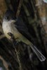 Lesser Antillean Pewee (Contopus latirostris) - Guadeloupe