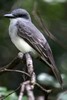 Grey Kingbird (Tyrannus dominicensis) - Guadeloupe