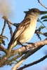 Caribbean Elaenia (Elaenia martinica) - Guadeloupe