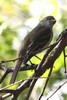 Caribbean Elaenia (Elaenia martinica) - Martinique