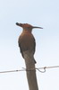 Common Hoopoe (Upupa epops) - South Africa