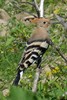 Common Hoopoe (Upupa epops) - Romania