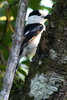 Vanga corcheur (Vanga curvirostris) - Madagascar