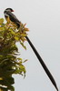 Pin-tailed Whydah (Vidua macroura) - Ethiopia